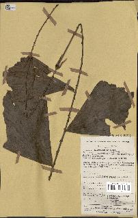 spécimen de Eremospatha wendlandiana