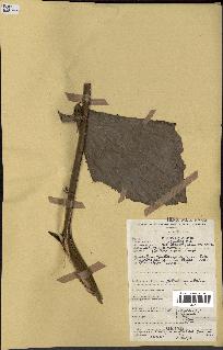 spécimen de Eremospatha wendlandiana