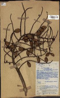 spécimen de Eremospatha macrocarpa