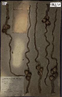 spécimen de Cocos nucifera