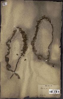 spécimen de Cocos nucifera