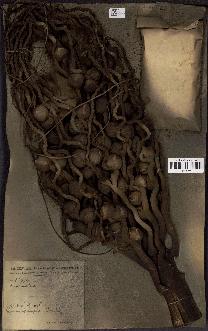 spécimen de Cocos nucifera