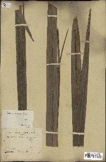 spécimen de Elaeis guineensis