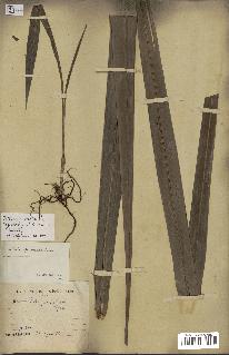spécimen de Elaeis guineensis