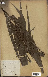 spécimen de Elaeis guineensis