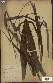 spécimen de Elaeis guineensis