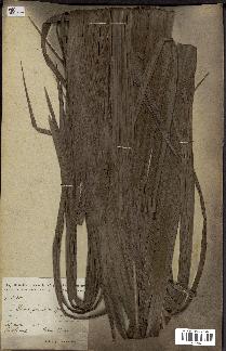 spécimen de Elaeis guineensis