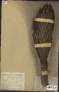spécimen de Elaeis guineensis