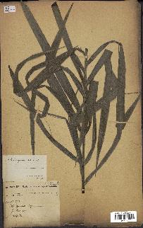 spécimen de Elaeis guineensis