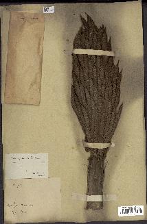 spécimen de Elaeis guineensis
