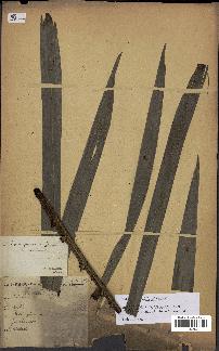 spécimen de Elaeis guineensis