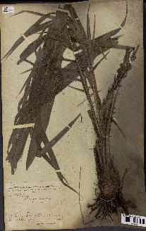spécimen de Elaeis guineensis