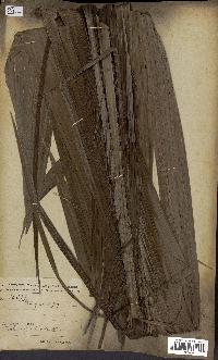 spécimen de Elaeis guineensis