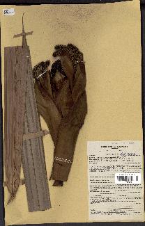 spécimen de Nypa fruticans