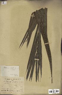 spécimen de Elaeis guineensis
