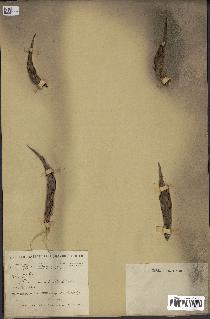 spécimen de Elaeis guineensis