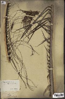 spécimen de Elaeis guineensis