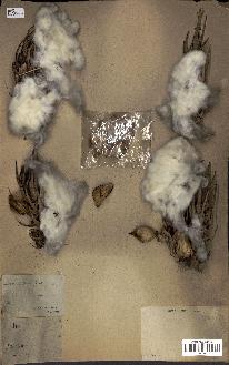 spécimen de Elaeis guineensis