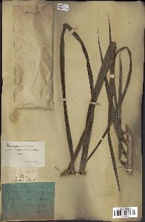 spécimen de Elaeis guineensis