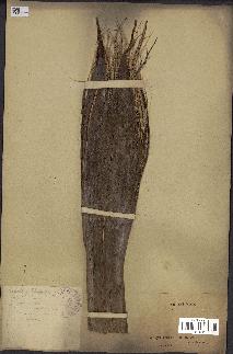 spécimen de Elaeis guineensis