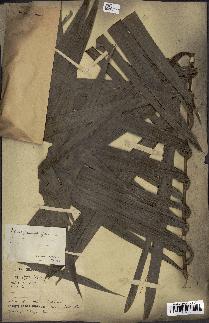 spécimen de Elaeis guineensis