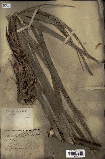 spécimen de Elaeis guineensis