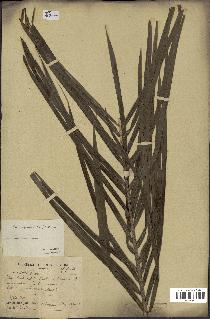 spécimen de Elaeis guineensis