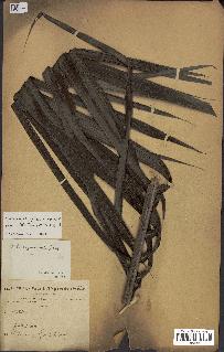 spécimen de Elaeis guineensis