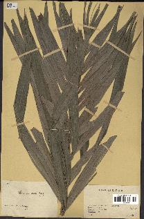 spécimen de Elaeis guineensis