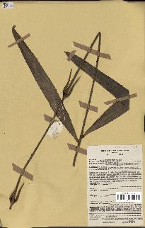 spécimen de Eremospatha macrocarpa