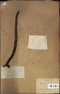 spécimen de Hyphaene thebaica