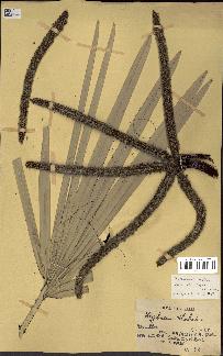spécimen de Hyphaene thebaica