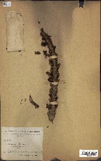 spécimen de Raphia vinifera
