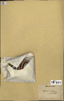 spécimen de Hyphaene thebaica