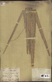 spécimen de Hyphaene thebaica