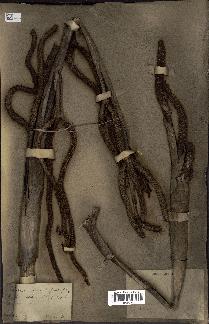 spécimen de Hyphaene thebaica
