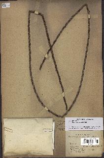 spécimen de Oenocarpus bacaba
