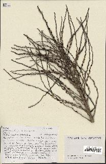 spécimen de Butia capitata