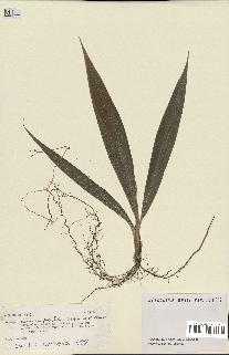 spécimen de Pritchardia pacifica