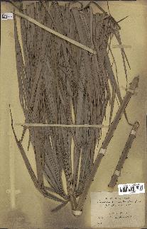 spécimen de Acoelorrhaphe wrightii