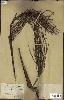 spécimen de Acoelorrhaphe wrightii