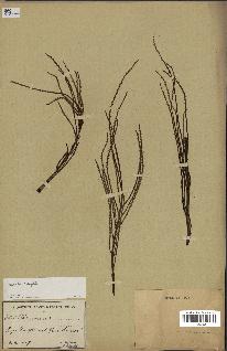 spécimen de Acoelorrhaphe wrightii