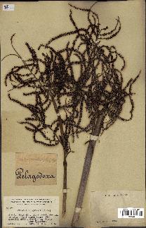 spécimen de Acoelorrhaphe wrightii