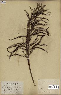 spécimen de Acoelorrhaphe wrightii