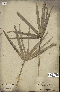spécimen de Copernicia alba