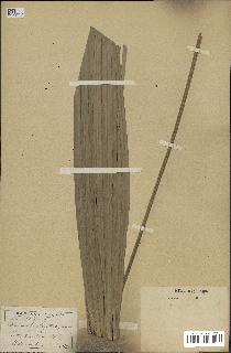 spécimen de Chamaerops hystrix