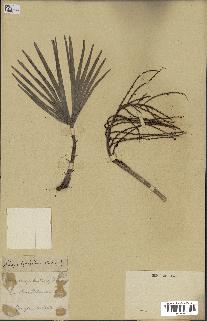 spécimen de Chamaerops hystrix