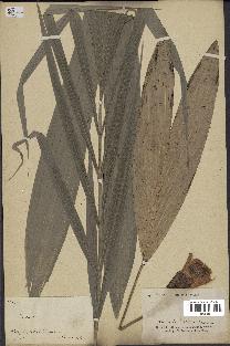 spécimen de Chamaerops sp.