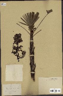 spécimen de Chamaerops excelsa