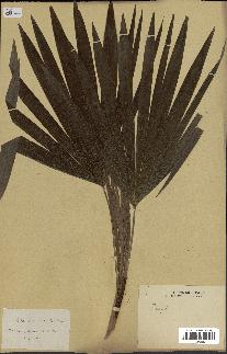 spécimen de Chamaerops excelsa